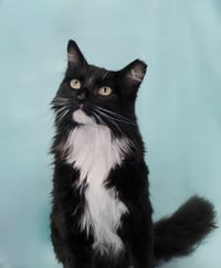 LITTEN - Photo 2