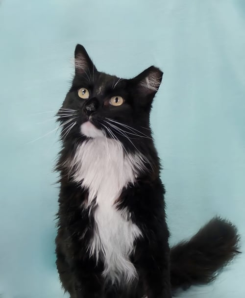LITTEN - Domestic Medium Hair available for adoption