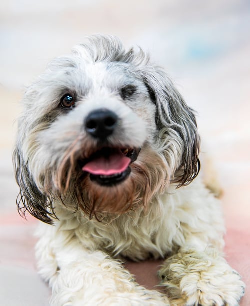 TEDDY - Poodle (Miniature) available for adoption