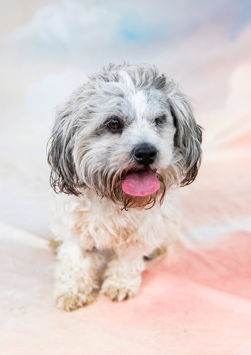 TEDDY - Poodle (Miniature) available for adoption
