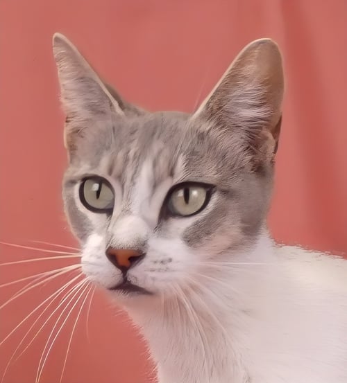 CHEWY - Domestic Short Hair available for adoption