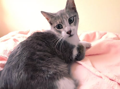 CHEWY - Domestic Short Hair available for adoption