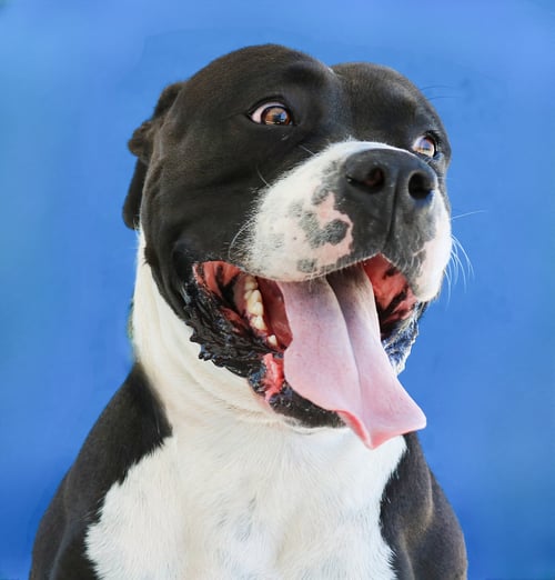 BARLEY - American Staffordshire Terrier for adoption in Pasadena