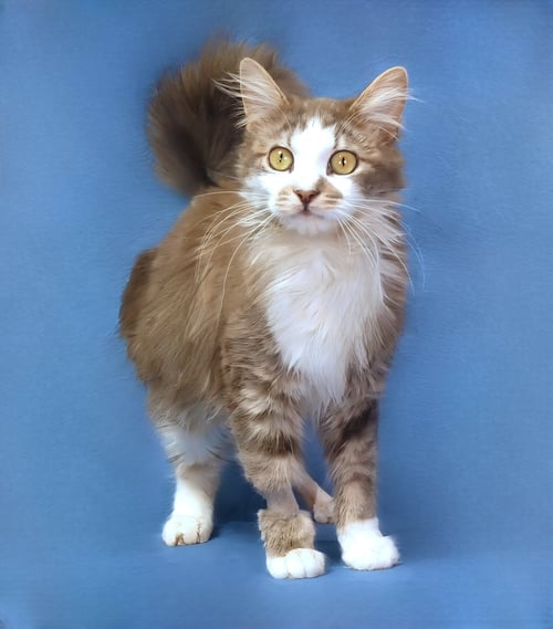 ARIA - Domestic Medium Hair for adoption in Pasadena