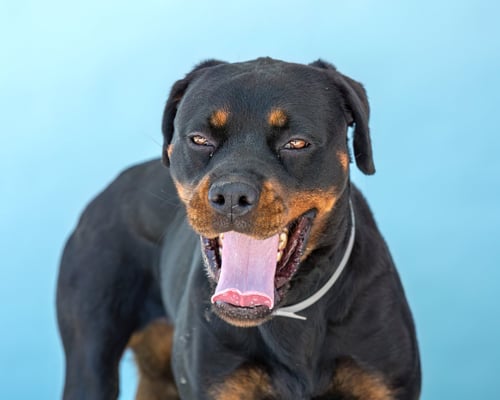 CLAIRE - Rottweiler available for adoption