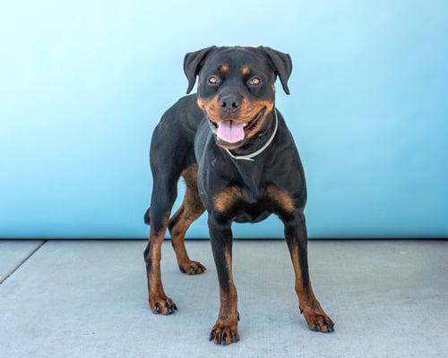 CLAIRE - Rottweiler available for adoption