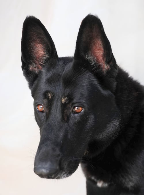 JERRY - German Shepherd Dog available for adoption
