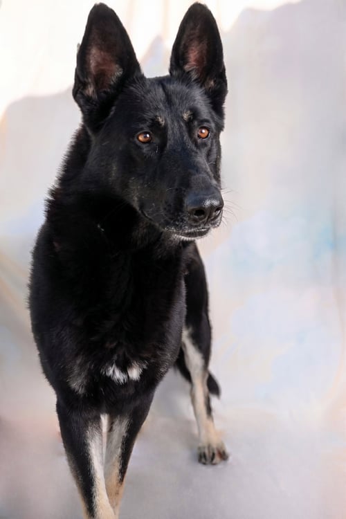 JERRY - German Shepherd Dog available for adoption