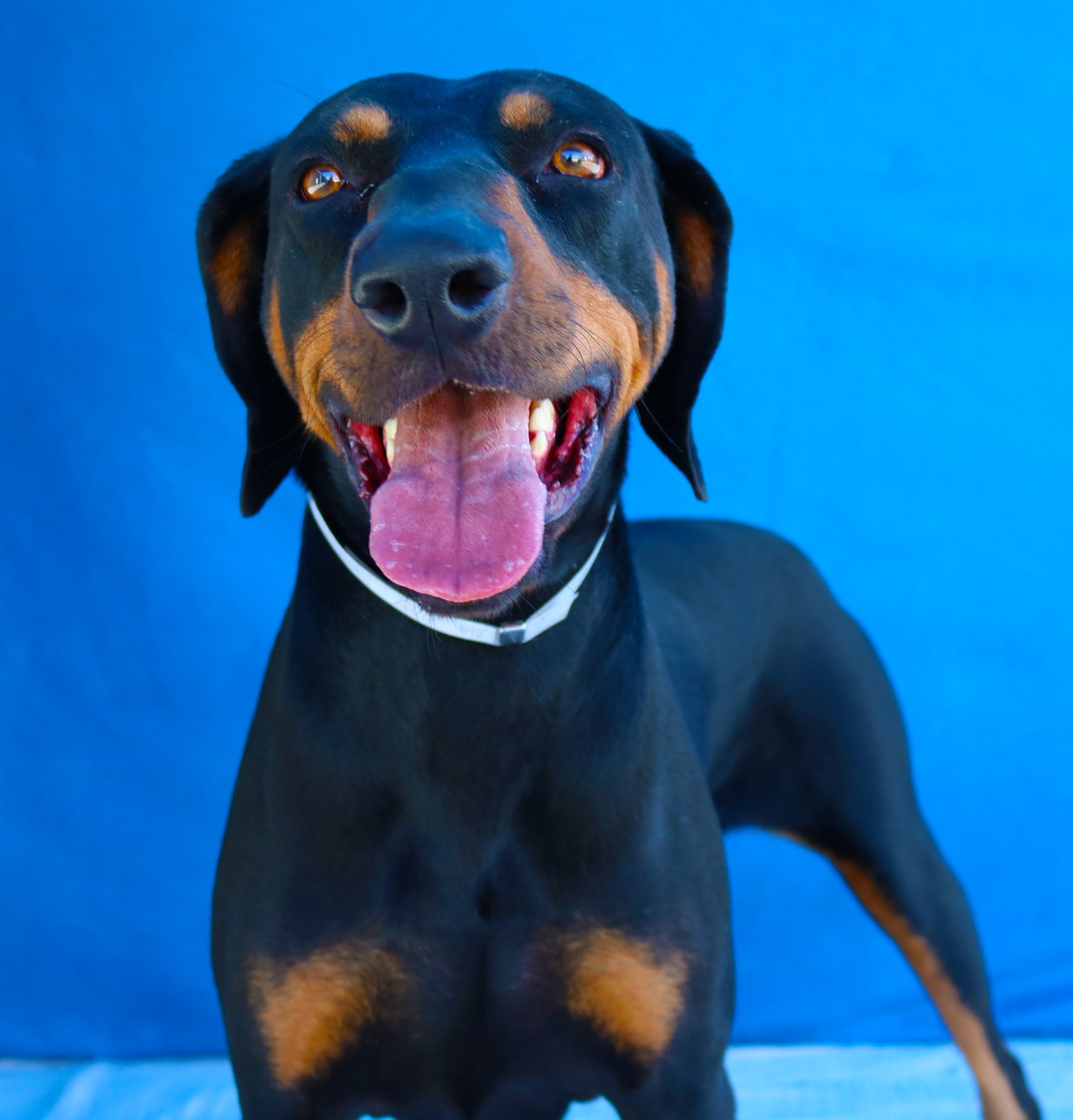 SUNNY ZORO - Doberman Pinscher available for adoption