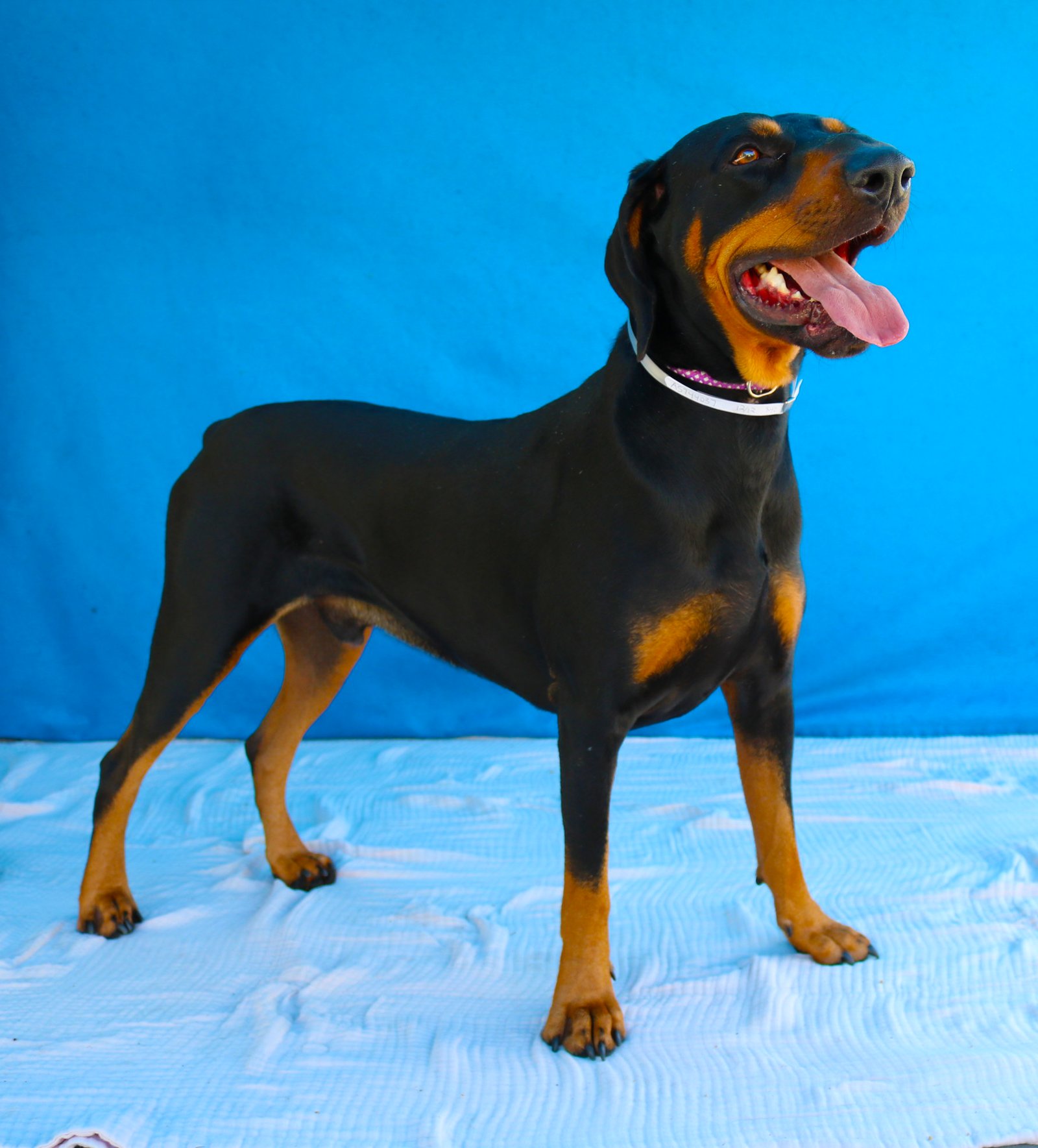 SUNNY ZORO - Doberman Pinscher available for adoption