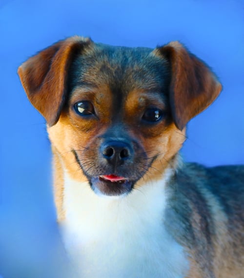 CHIQUITA - Chihuahua / Terrier available for adoption
