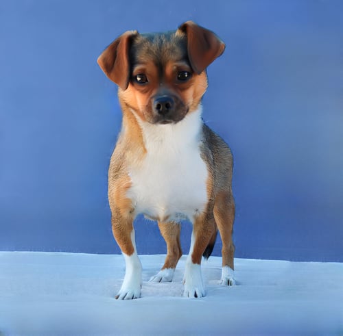 CHIQUITA - Chihuahua / Terrier available for adoption
