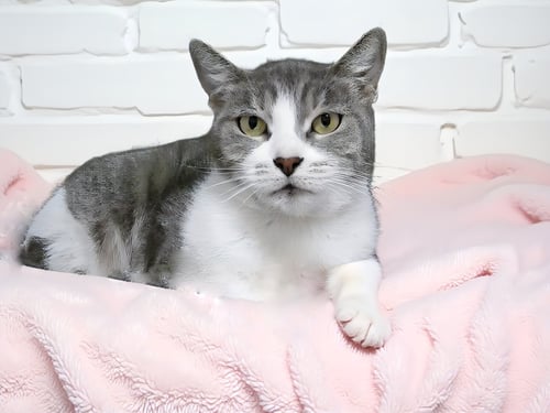 LALA - Domestic Short Hair for adoption in Pasadena