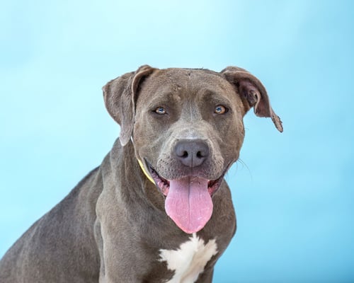 WILLOW - American Pit Bull Terrier available for adoption