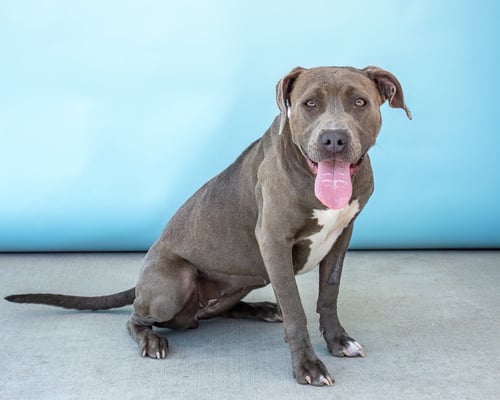 WILLOW - American Pit Bull Terrier available for adoption