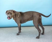 WILLOW - Photo 3