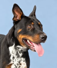 SGT FLINT - Photo 1