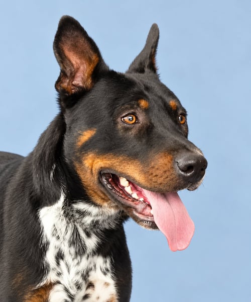 SGT FLINT - Queensland Heeler available for adoption