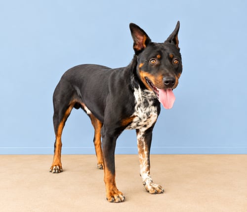SGT FLINT - Queensland Heeler available for adoption