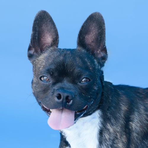 TELLY - Boston Terrier available for adoption