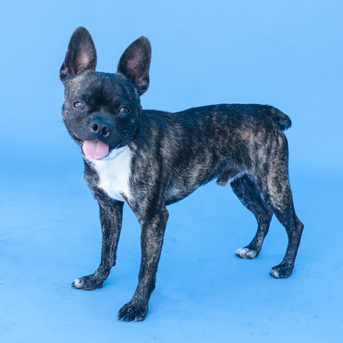 TELLY - Boston Terrier available for adoption