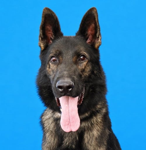DARBY - German Shepherd Dog available for adoption
