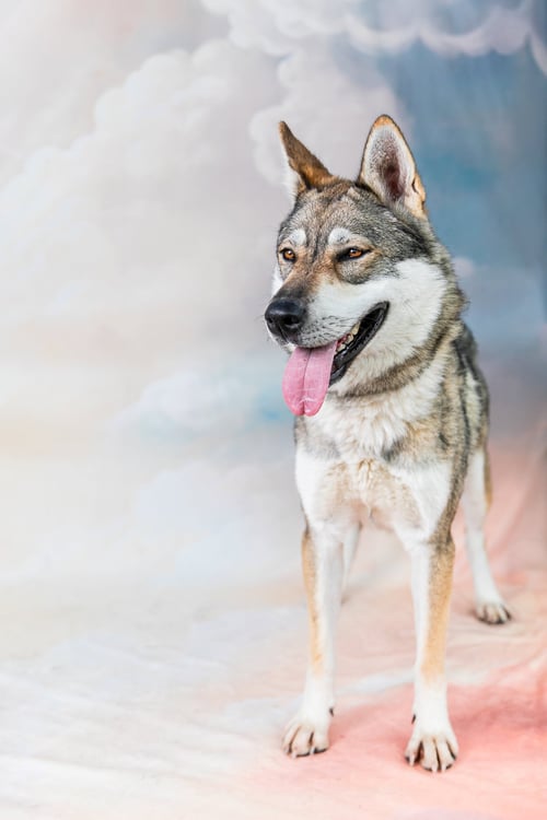 WILLA - Siberian Husky available for adoption