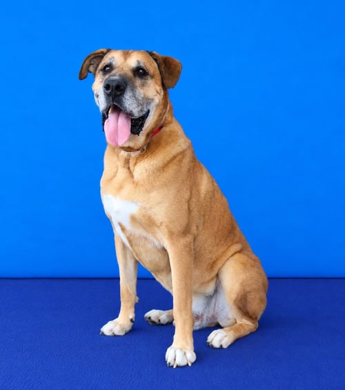 BULLWINKLE - Mastiff available for adoption