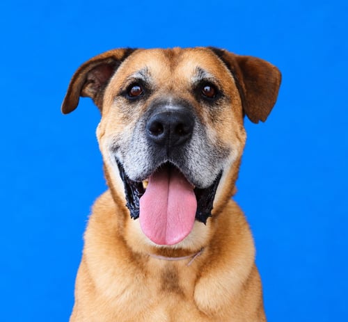 BULLWINKLE - Mastiff available for adoption