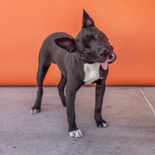 RYAN - Labrador Retriever / Pit Bull Terrier available for adoption