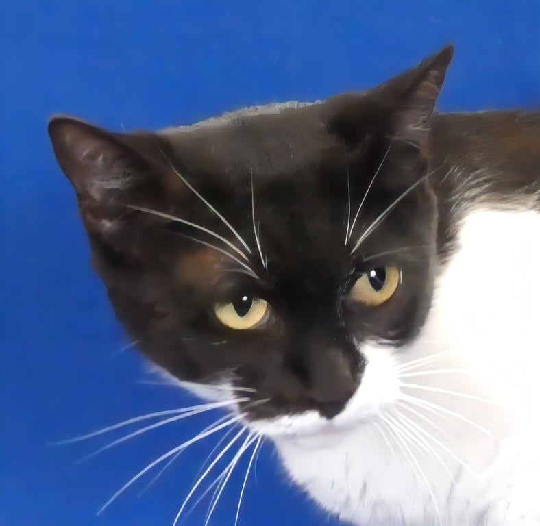 MIMI Image