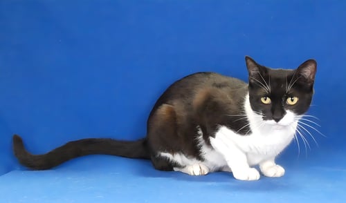 MIMI - Domestic Short Hair available for adoption