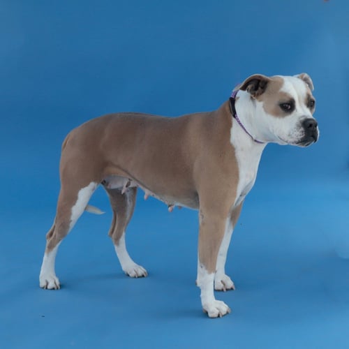 DAKOTA - Pit Bull Terrier / Boxer available for adoption