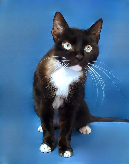 DOMINO - Domestic Short Hair available for adoption