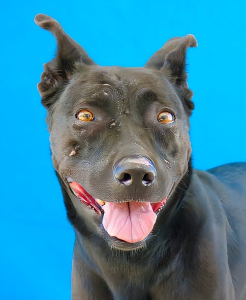 MARIANA - Labrador Retriever for adoption in Pasadena