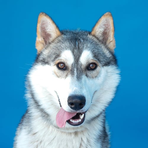 DANTE - Alaskan Malamute available for adoption