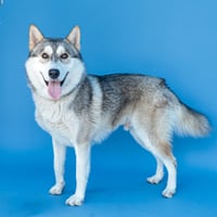 DANTE - Photo 2