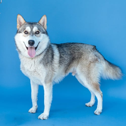 DANTE - Alaskan Malamute available for adoption