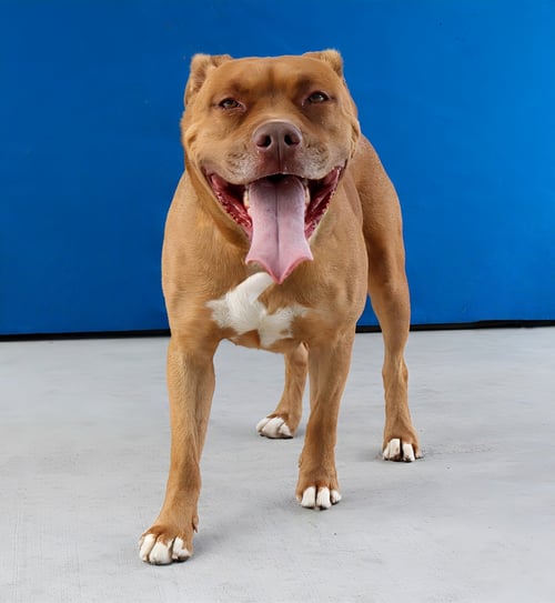 ARIES - Pit Bull Terrier available for adoption