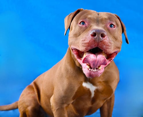 PETER - Pit Bull Terrier for adoption in Pasadena