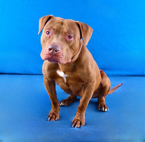 PETER - Pit Bull Terrier available for adoption