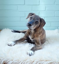 LOKI - Photo 1
