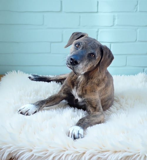 LOKI - Plott Hound available for adoption
