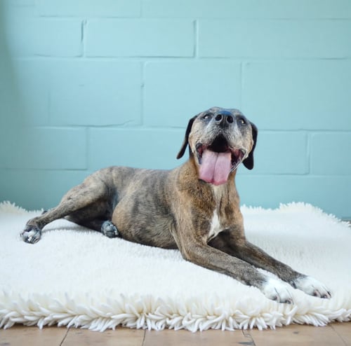 LOKI - Plott Hound available for adoption