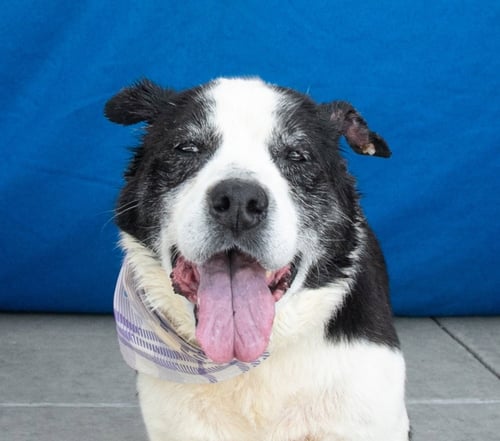 LOLA - Australian Shepherd for adoption in Pasadena