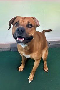 LOOGH - Pit Bull Terrier available for adoption