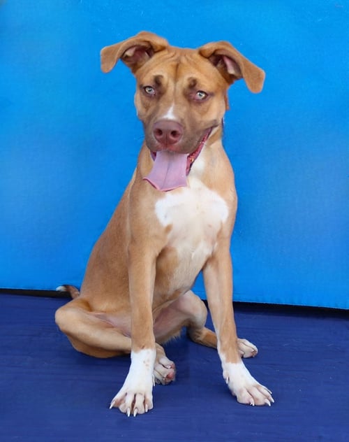 MAX - Pit Bull Terrier available for adoption