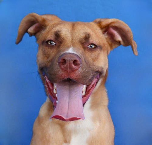 MAX - Pit Bull Terrier available for adoption