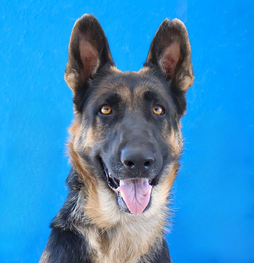 BIRDIE - German Shepherd Dog available for adoption