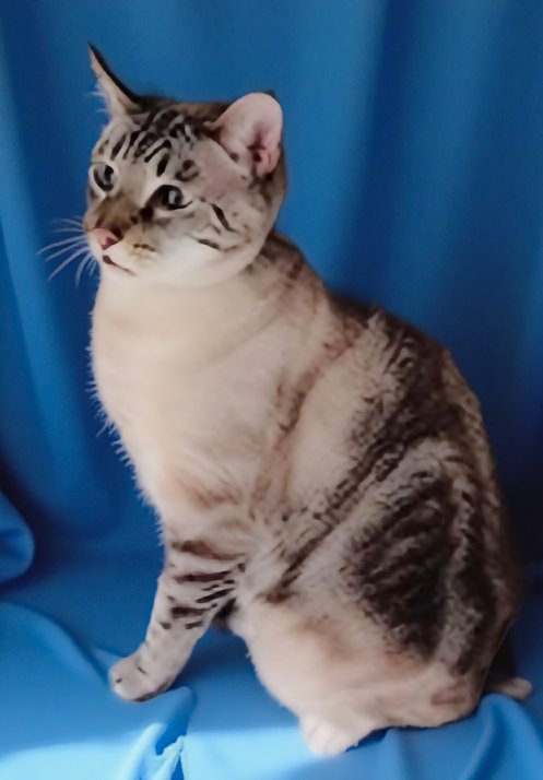SUEDE - Tabby / Siamese for adoption in Pasadena